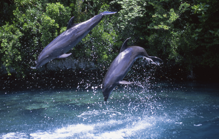 DIVING;UNDERWATER;Angelee;palau;micronrsia;19C 2;dolhins;two jumping